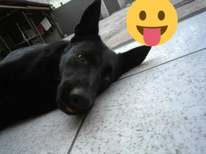 Cachorro raça Pastor Belga idade 2 anos nome Hindra