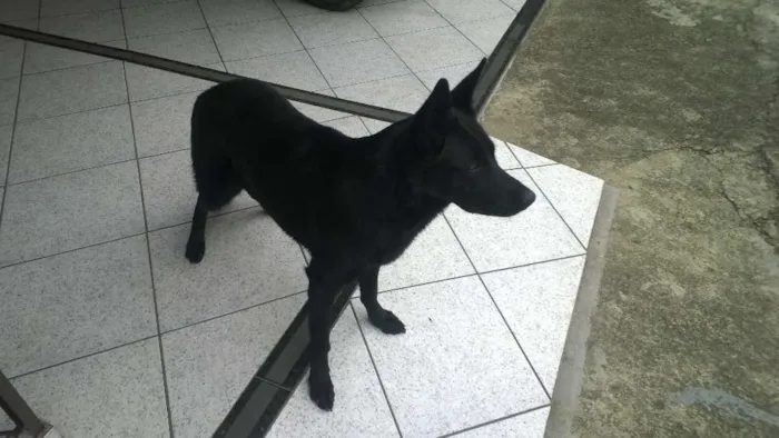 Cachorro raça Pastor Belga idade 2 anos nome Hindra