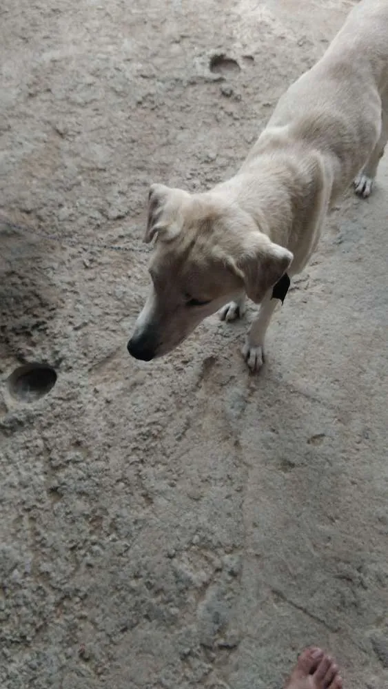 Cachorro ra a Labrador idade 1 ano nome Betove