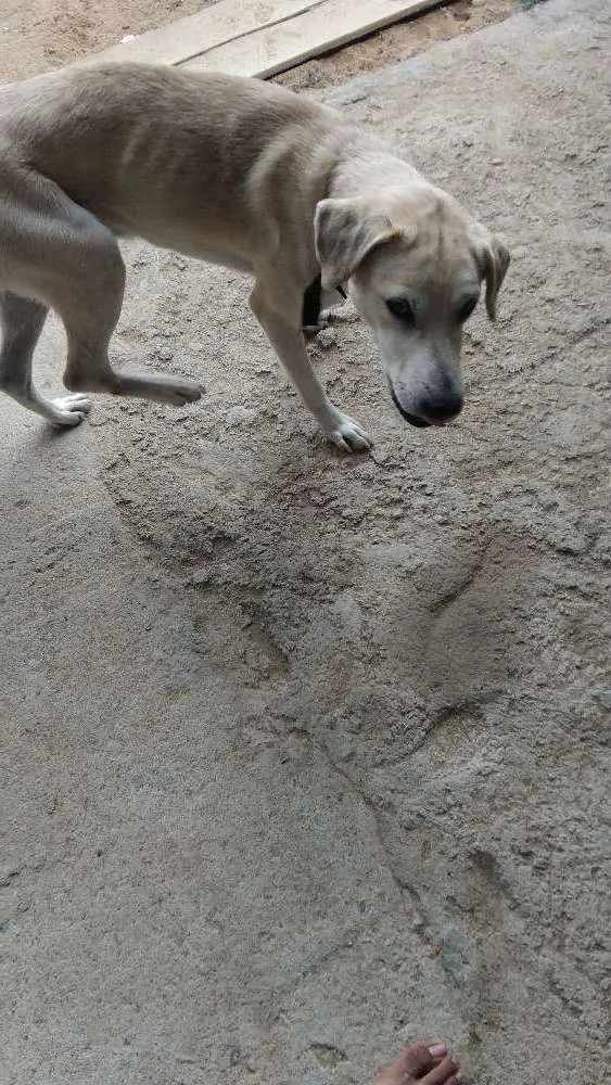 Cachorro ra a Labrador idade 1 ano nome Betove