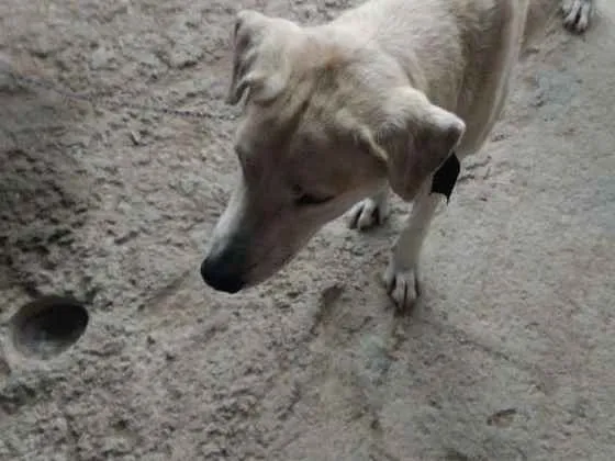 Cachorro ra a Labrador idade 1 ano nome Betove