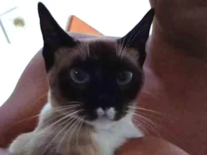 Gato raça Misturada idade 1 ano nome Mimi