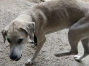 Cachorro raça Labrador idade 1 ano nome Betove