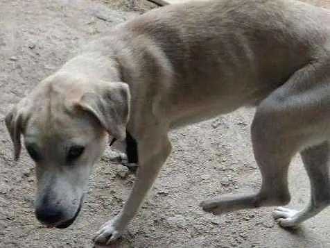 Cachorro ra a Labrador idade 1 ano nome Betove