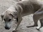 Cachorro raça Labrador idade 1 ano nome Betove