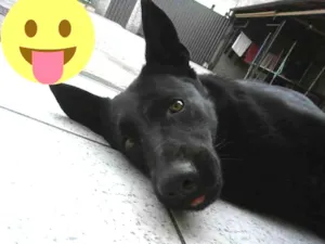 Cachorro raça Pastor Belga idade 2 anos nome Hindra