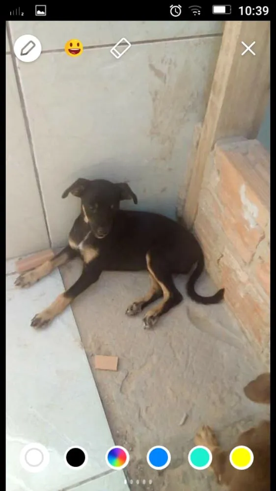 Cachorro ra a Vira lata idade 2 a 6 meses nome Míni mel