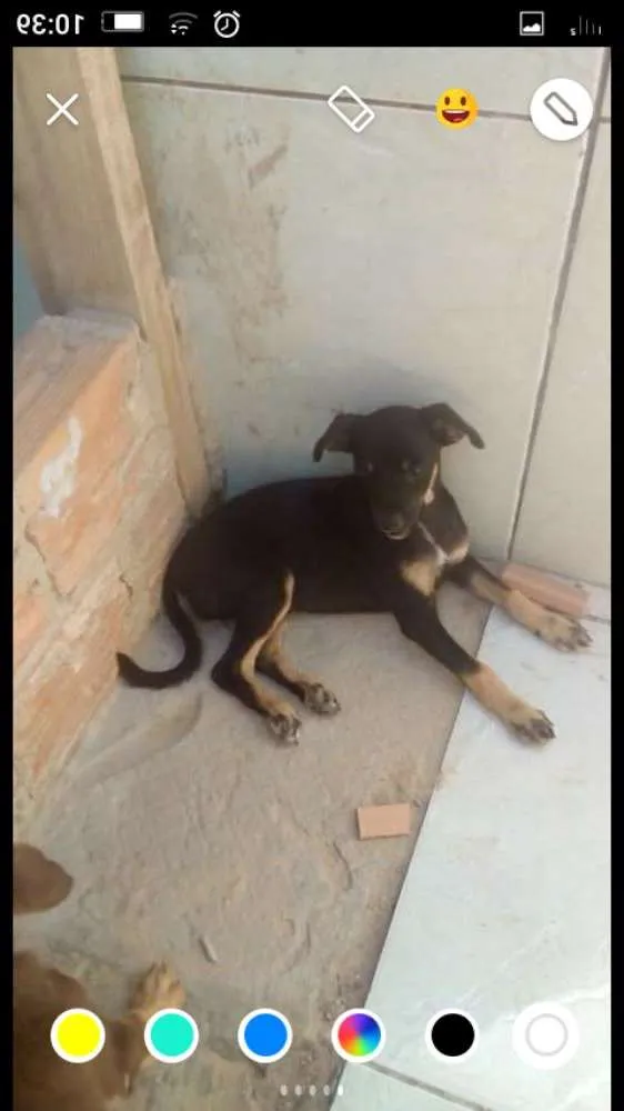 Cachorro ra a Vira lata idade  nome Melzinha