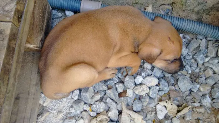 Cachorro ra a Mestiço  idade Abaixo de 2 meses nome Ainda não tem nome