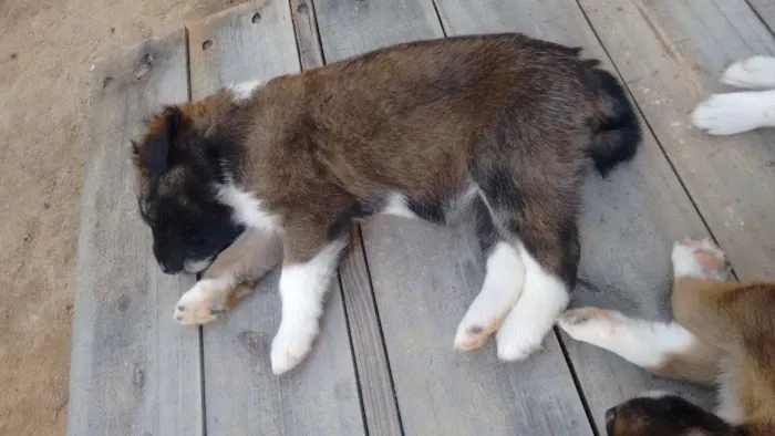 Cachorro ra a Mestiço  idade Abaixo de 2 meses nome Ainda não tem nome