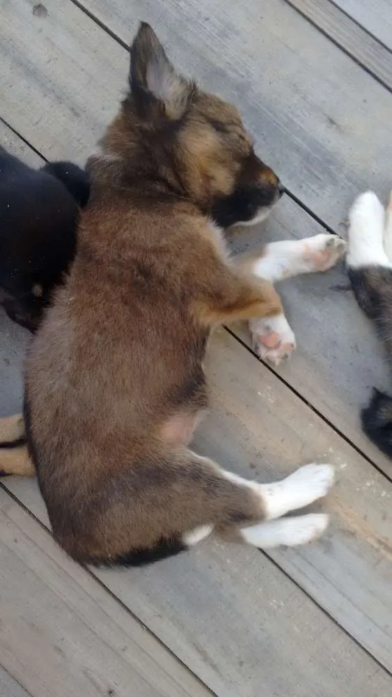 Cachorro ra a Mestiço  idade Abaixo de 2 meses nome Ainda não tem nome