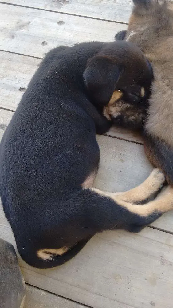 Cachorro ra a Mestiço  idade Abaixo de 2 meses nome Ainda não tem nome