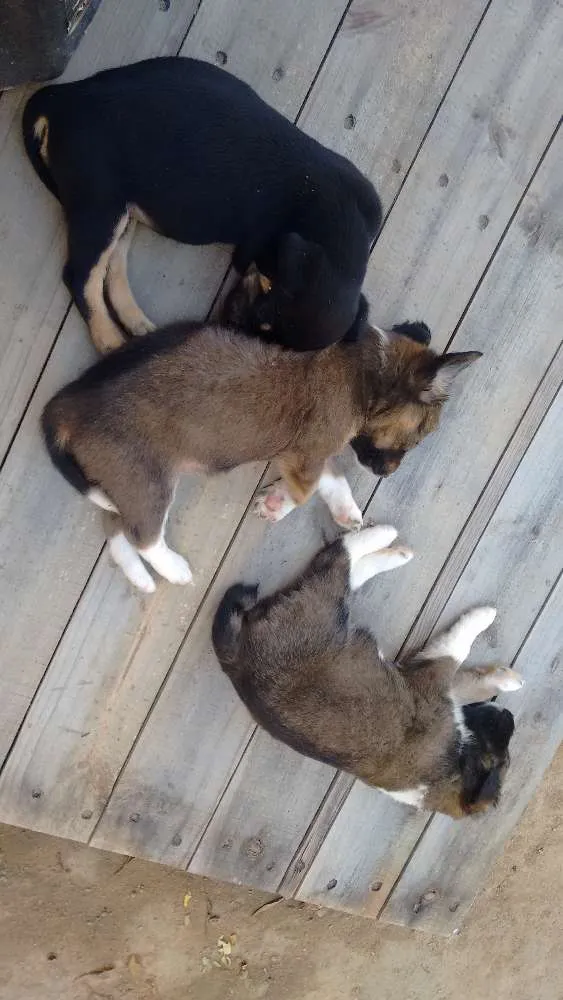 Cachorro ra a Mestiço  idade Abaixo de 2 meses nome Ainda não tem nome