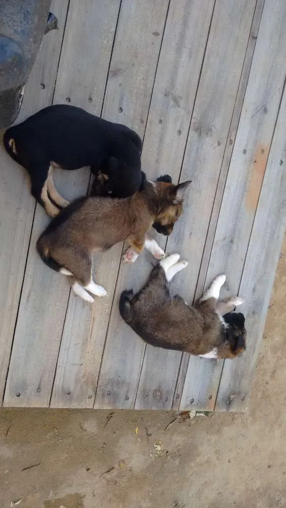 Cachorro ra a Mestiço  idade Abaixo de 2 meses nome Ainda não tem nome