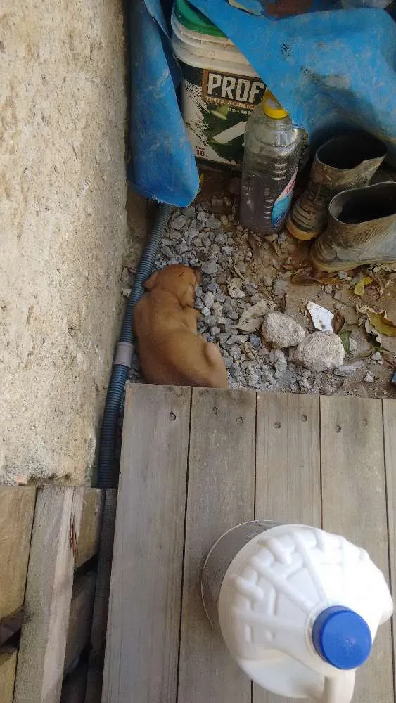 Cachorro ra a Mestiço  idade Abaixo de 2 meses nome Ainda não tem nome