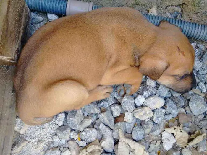 Cachorro ra a Mestiço  idade Abaixo de 2 meses nome Ainda não tem nome