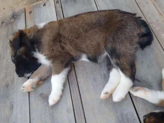 Cachorro ra a Mestiço  idade Abaixo de 2 meses nome Ainda não tem nome