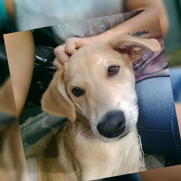 Cachorro ra a Vira lata idade 2 a 6 meses nome Thor