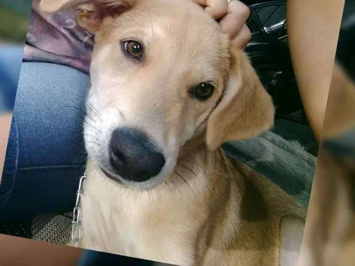 Cachorro ra a Vira lata idade 2 a 6 meses nome Thor