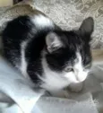 Lulu