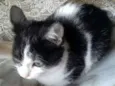 Lulu
