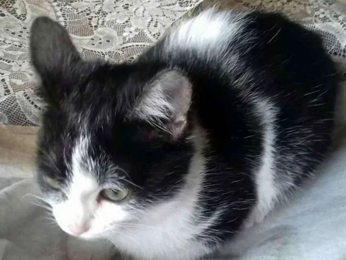 Gato ra a Mestiça  idade 2 a 6 meses nome Lulu