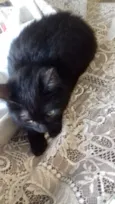 Pretinha