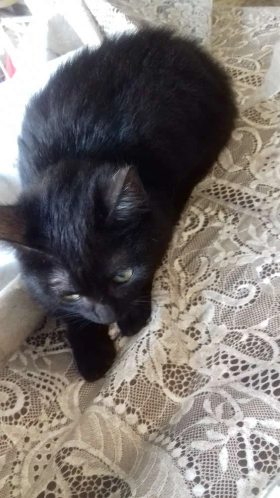 Gato ra a Mestiça  idade 2 a 6 meses nome Pretinha