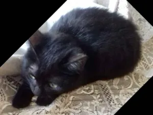 Gato raça Mestiça  idade 2 a 6 meses nome Pretinha