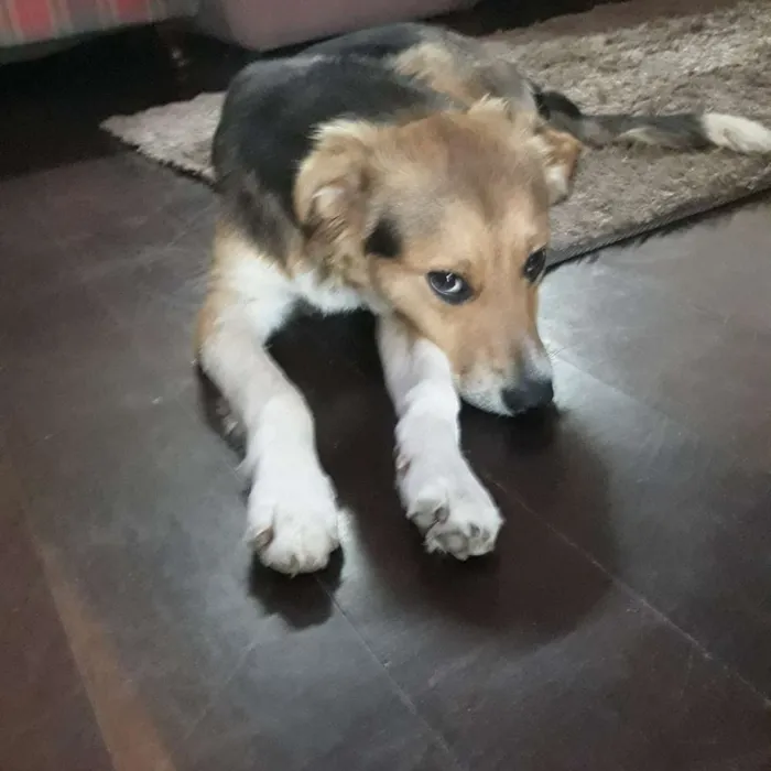 Cachorro raça Srd (branco preto e marrom idade 7 a 11 meses nome Billy