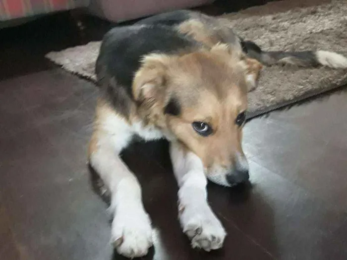 Cachorro raça Srd (branco preto e marrom idade 7 a 11 meses nome Billy