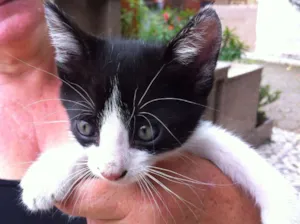 Gato raça SRD idade 2 a 6 meses nome BOB E TOM