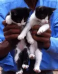BOB E TOM