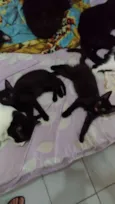TICO MIU TOM