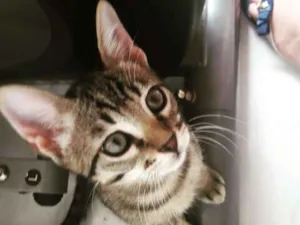 Gato raça SRD idade 2 a 6 meses nome SIMBA