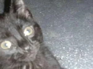 Gato raça SRD idade 2 a 6 meses nome MARIE E LOLA 