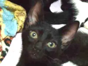 Gato raça SRD idade 2 a 6 meses nome TICO MIU TOM