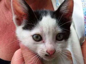 Gato raça SRD idade 2 a 6 meses nome CLAIRE 