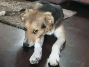 Cachorro raça Srd (branco preto e marrom idade 7 a 11 meses nome Billy