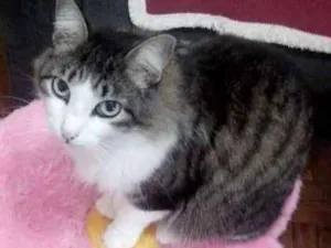 Gato raça SRD idade 6 ou mais anos nome Tigrinha