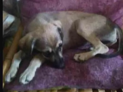 Cachorro ra a Vira lata idade 2 a 6 meses nome Megue