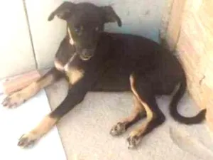 Cachorro raça Vira lata idade  nome Melzinha