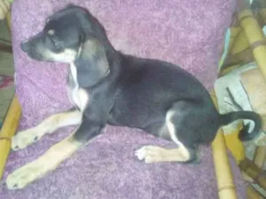Cachorro raça Vira lata idade 2 a 6 meses nome Míni mel