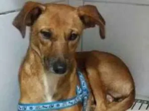 Cachorro raça mix de labrador idade 1 ano nome Pandora