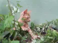 Pepita