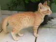 Pepita