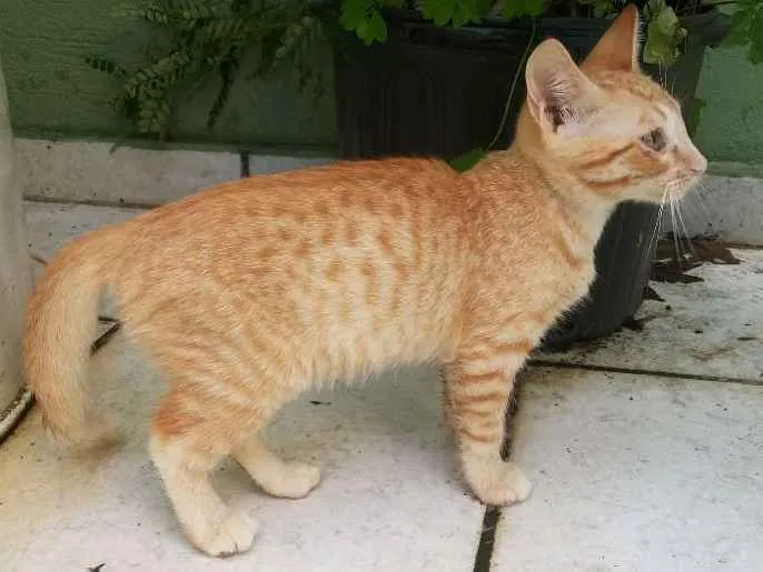 Gato ra a Siamês idade 2 a 6 meses nome Pepita
