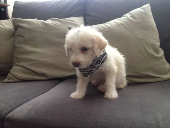 Cachorro ra a SRD idade 2 a 6 meses nome S/N