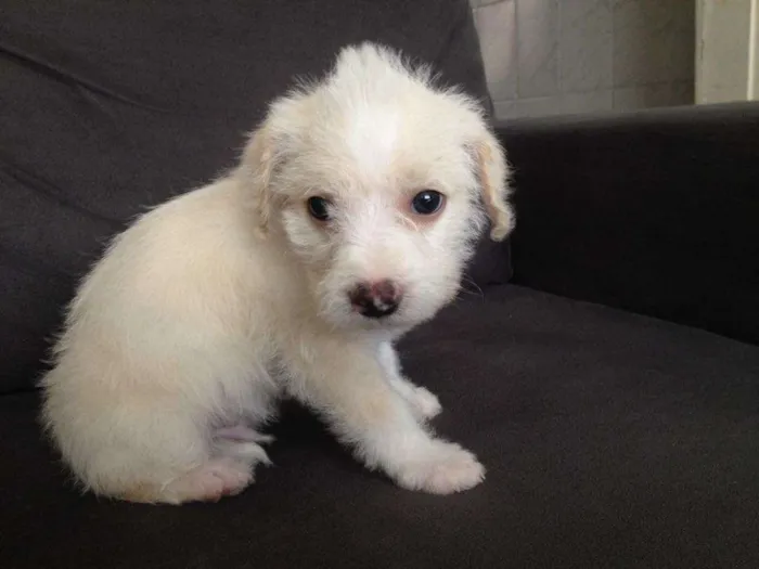 Cachorro ra a SRD idade 2 a 6 meses nome S/N