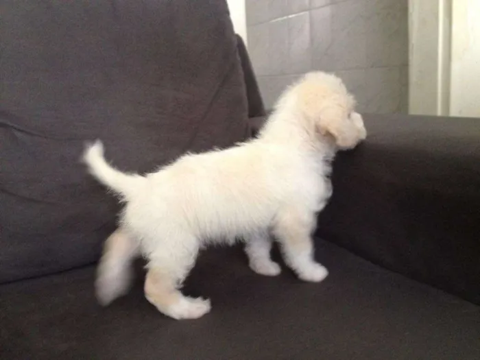 Cachorro ra a SRD idade 2 a 6 meses nome S/N